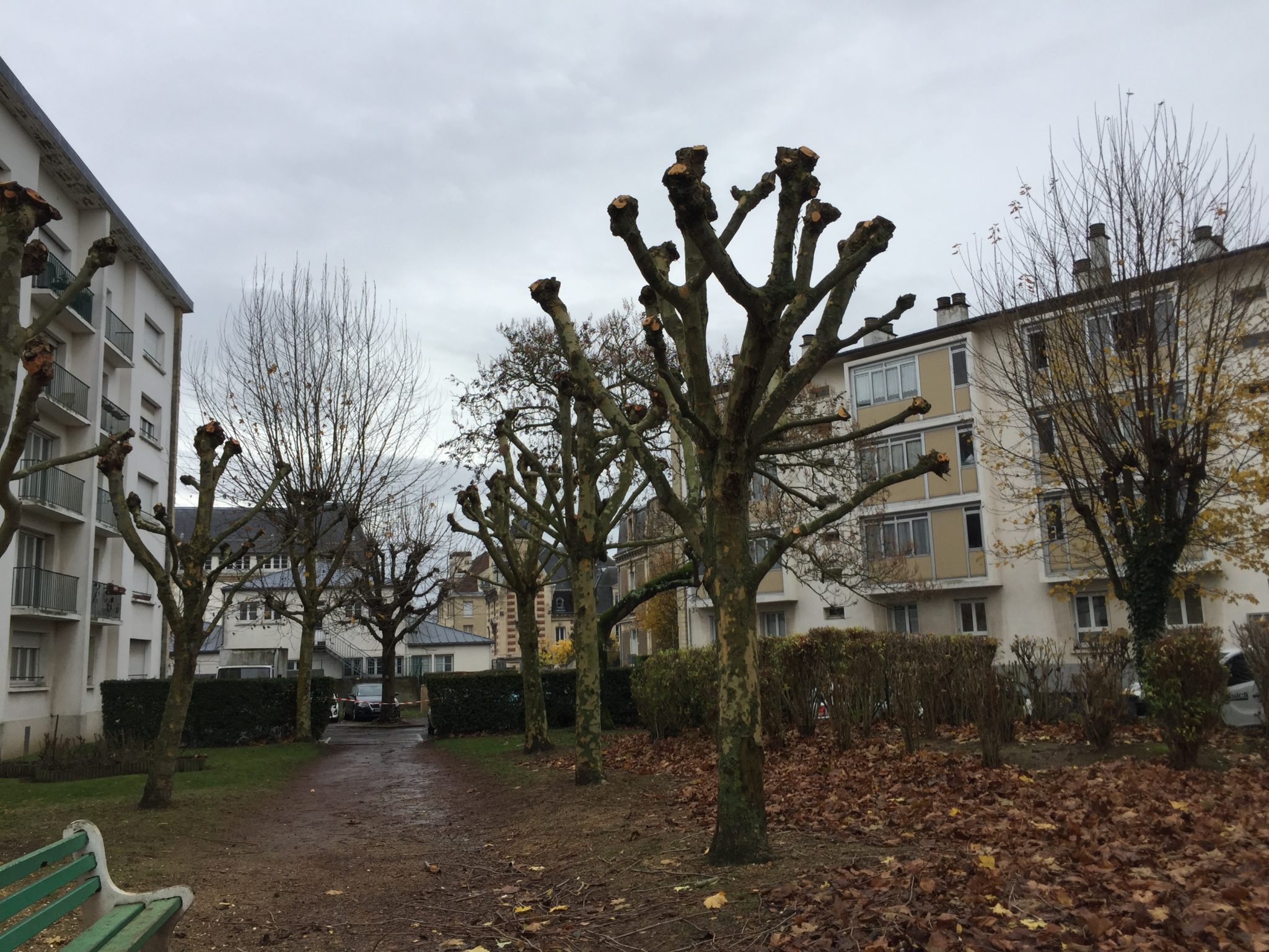 taille sévère_Cleanpaysage