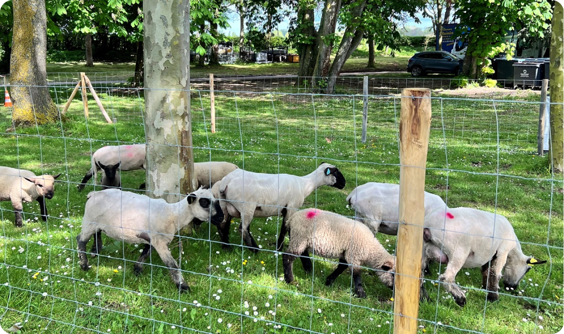 moutons