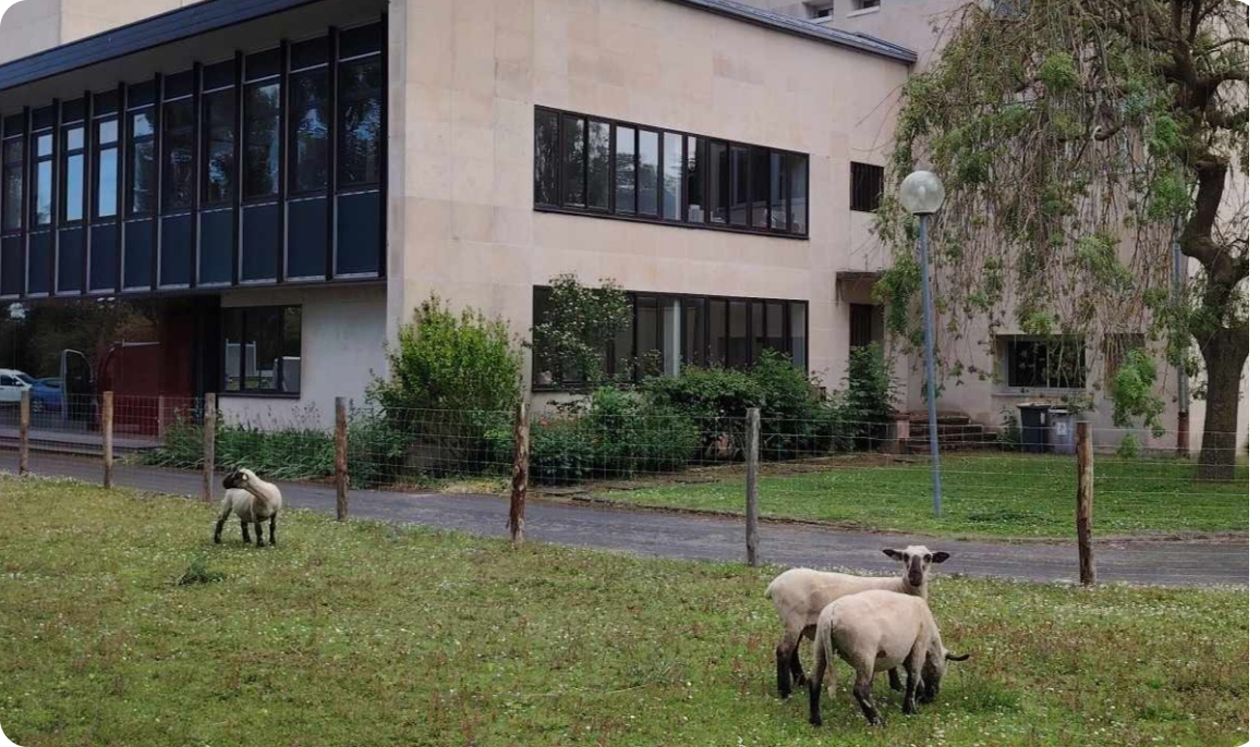 use case sheep